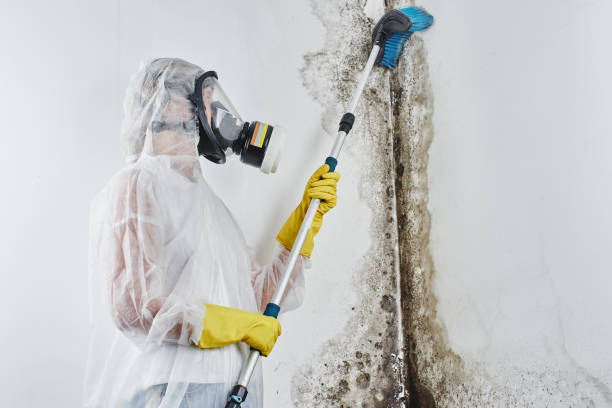 Why You Should Choose Our Mold Remediation Services in Gibsonia, PA